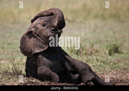 Bébé éléphant africain, Masai Mara, Kenya. Banque D'Images