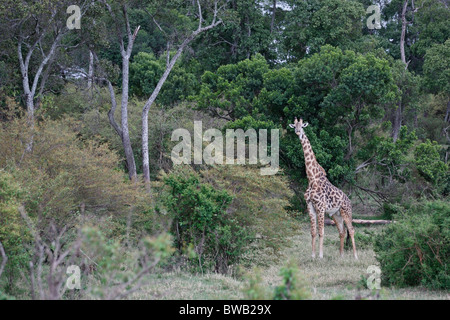 Girafe Masai Mara, Kenya. Banque D'Images