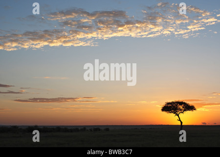 Le Masai Mara, Kenya coucher du soleil. Banque D'Images