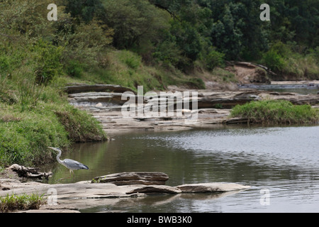 Héron cendré dans le Masai Mara, Kenya paysage de rivière. Banque D'Images