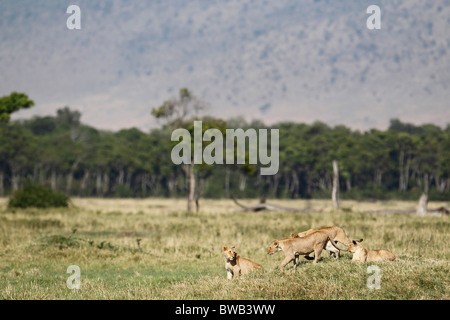 Les Lions de l'Musiara Marsh pride, Masai Mara, Kenya. Banque D'Images
