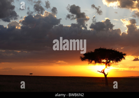 Le Masai Mara, Kenya coucher du soleil. Banque D'Images