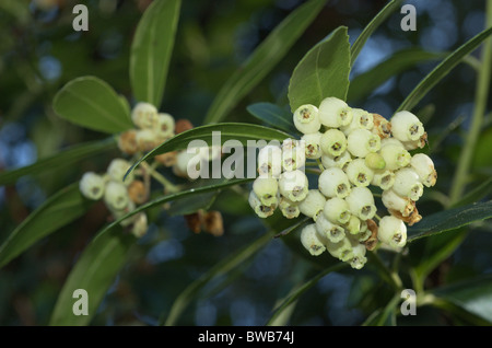 Les fleurs de l'arbousier (Arbutus unedo) Banque D'Images