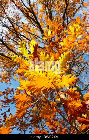 Quercus frainetto - chêne de Hongrie, automne Banque D'Images