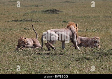 Grand mâle lion attaquant deux lionnes. Banque D'Images