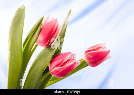 Droit de tulipes avec bourgeons ouvert isolé sur fond bleu Banque D'Images