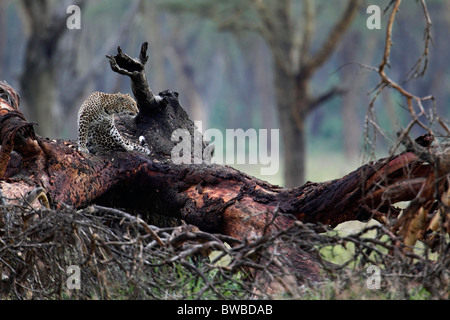 Grand mâle leopard dans arbre, Parc national du lac Nakuru, au Kenya. Banque D'Images