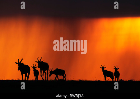 Groupe de Topi, Damaliscus korrigum, silhouetté au coucher du soleil dans la réserve de Masai Mara, Kenya. Banque D'Images