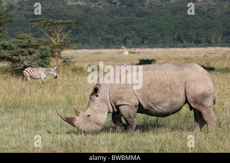 Le rhinocéros blanc le pâturage, le lac Nakuru Nationalpark, au Kenya. Banque D'Images