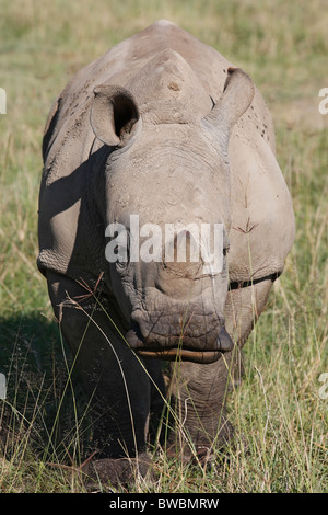 Le rhinocéros blanc veau à Lake Nakuru Nationalpark, au Kenya. Banque D'Images