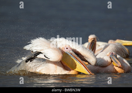Great White Pelican, Lake Nakuru Nationalpark, au Kenya. Banque D'Images