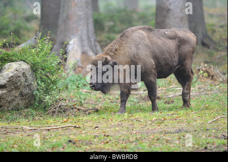 Bison d'Europe - Bison (Bison bonasus) Femmes Banque D'Images