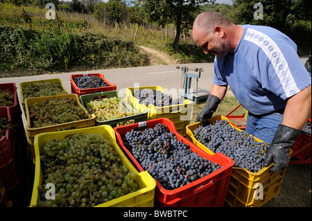 Italie, Basilicate, Roccanova, vendanges, camion de chargement fermier Banque D'Images