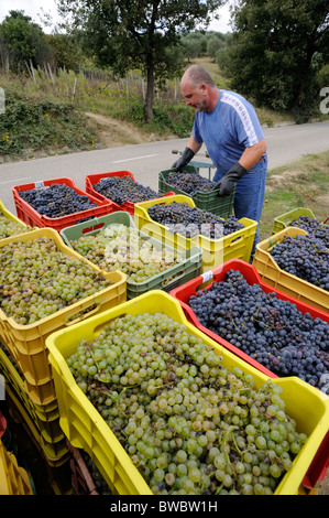 Italie, Basilicate, Roccanova, vendanges, camion de chargement fermier Banque D'Images