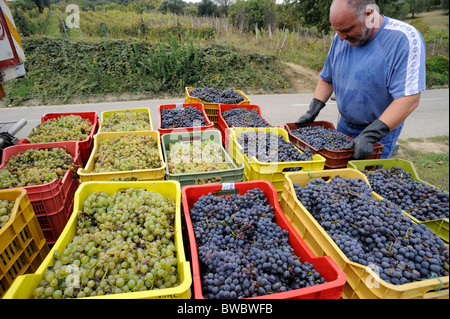 Italie, Basilicate, Roccanova, vendanges, camion de chargement de fermier avec des boîtes de raisins Banque D'Images