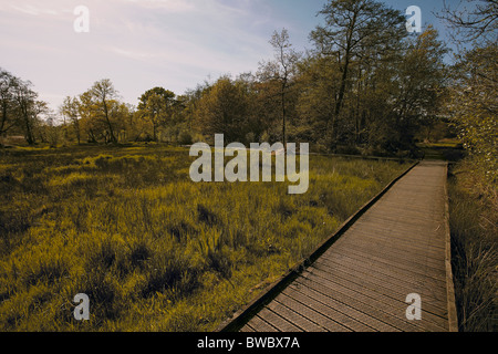 Promenade autour de la réserve naturelle de la tourbière Askham géré par le Yorkshire Wildlife Trust, Royaume-Uni New York Banque D'Images