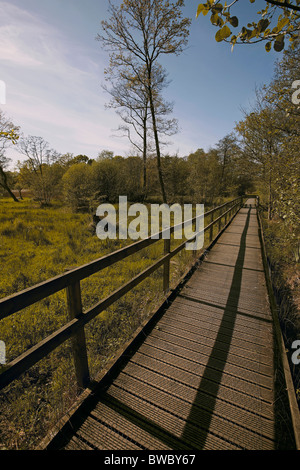 Promenade autour de la réserve naturelle de la tourbière Askham géré par le Yorkshire Wildlife Trust, Royaume-Uni New York Banque D'Images