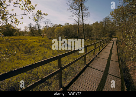 Promenade autour de la réserve naturelle de la tourbière Askham géré par le Yorkshire Wildlife Trust, Royaume-Uni New York Banque D'Images