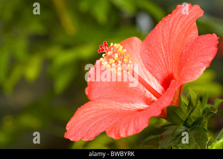 Image de fleur d'hibiscus écarlate, quelque part dans le jardin Banque D'Images