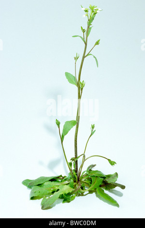 L'arabette de thalius (Arabidopsis thaliana), plante à fleurs, studio photo. Banque D'Images