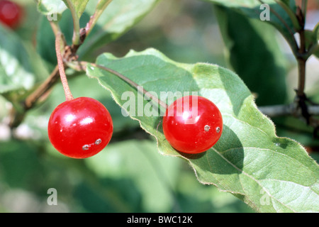 Chèvrefeuille (Lonicera alpigena alpin), baies sur rameau. Banque D'Images