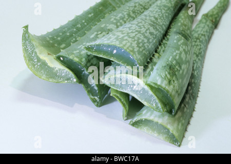 Vrai l'Aloès (Aloe vera), les feuilles coupées avec gel, studio photo. Banque D'Images