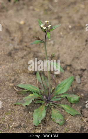 L'arabette de thalius (Arabidopsis thaliana), plante à fleurs. La première usine, dont le génome a été entièrement cartographiées. Banque D'Images