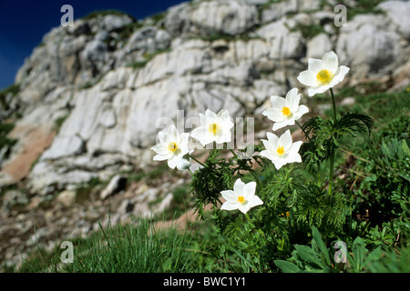 Pasqueflower Pulsatilla alpina Alpine (, Anemone alpina), la floraison. Banque D'Images
