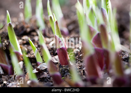 Paysage, Jardins, plantes, Hosta shoots qui sortent d'sol au début du printemps dans un jardin anglais. Banque D'Images