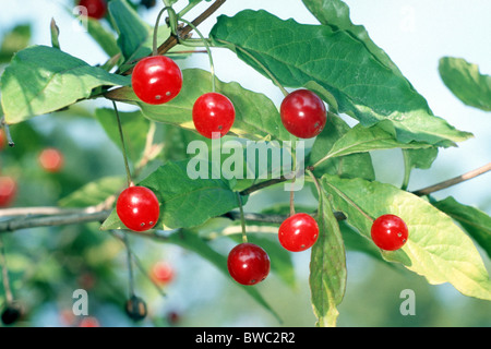 Chèvrefeuille (Lonicera alpigena alpin), baies sur rameau. Banque D'Images