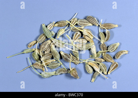 L'anis, l'anis (Pimpinella anisum), graines, studio photo. Banque D'Images
