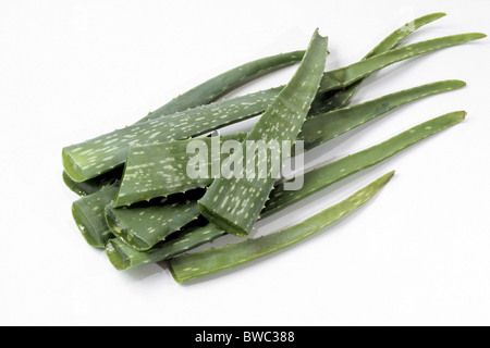 Vrai l'Aloès (Aloe vera), les feuilles coupées, studio photo. Banque D'Images