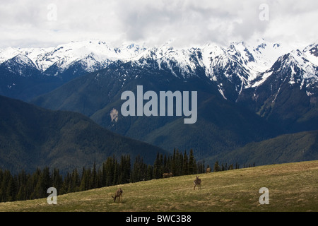 Hurricane Ridge, Olympic National Park, Washington State Banque D'Images