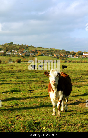 Shot de vaches dans un champ près de Tor de Glastonbury, Somerset, England, UK Banque D'Images