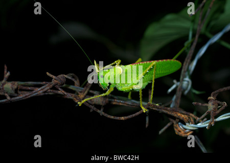 Un Spearbearer (Copiphora Rhinocéros rhinoceros) perché sur les barbelés de nuit de Sarapiquí, Puntarenas, Costa Rica. Banque D'Images