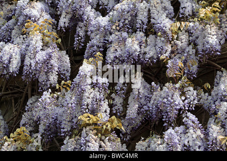 Usine de glycine - Wisteria sinensis Banque D'Images