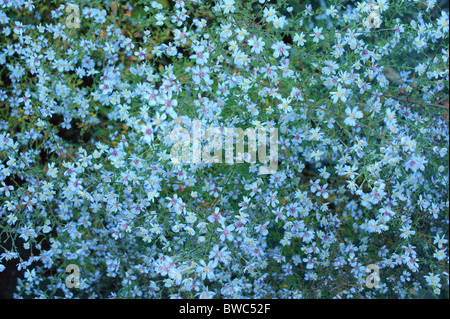 Heath bleu Aster ericoides Aster fleur fleurs d'automne 'Silver spray' Banque D'Images