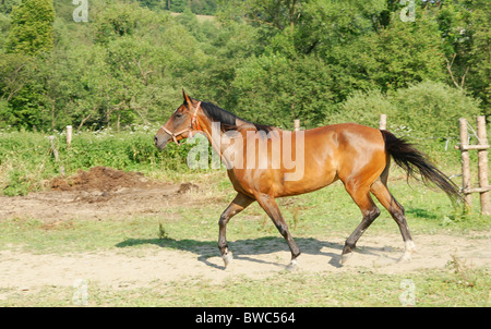 Belle brune en chevaux haras Banque D'Images