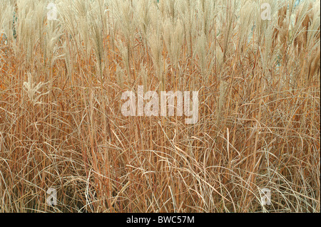 Elephant grass herbe argent chinois en automne Miscanthus sinensis Banque D'Images