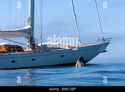 Une baleine à bosse (Megaptera novaeangliae) spyhopping aux côtés de SY 'Adele', 180 pieds de Hoek Design, dans le détroit de Gerlache, Antarct Banque D'Images