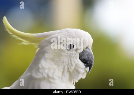 Teneur en soufre cacatoès soufré (Cacatua galerita) en Australie. Banque D'Images