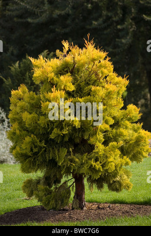 CALOCEDRUS DECURRENS BERRIMA GOLD le Cèdre à encens Banque D'Images