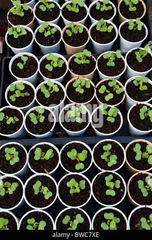 La laitue semis plantés dans des tasses à café en plastique Banque D'Images