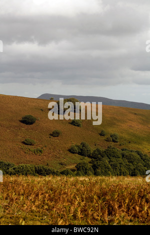 Chêne arbres croissant parmi les pentes couvertes de fougères du Pain de Sucre Mynydd Pen-y-automne Abergavenny Monmouthshire au Pays de Galles Banque D'Images