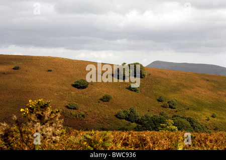 Chêne arbres croissant parmi les pentes couvertes de fougères du Pain de Sucre Mynydd Pen-y-automne Abergavenny Monmouthshire au Pays de Galles Banque D'Images