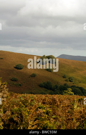 Chêne arbres croissant parmi les pentes couvertes de fougères du Pain de Sucre Mynydd Pen-y-automne Abergavenny Monmouthshire au Pays de Galles Banque D'Images