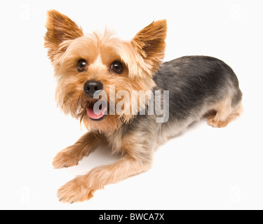 Studio shot of yorkshire terrier Banque D'Images