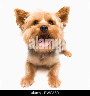 Studio shot of yorkshire terrier Banque D'Images