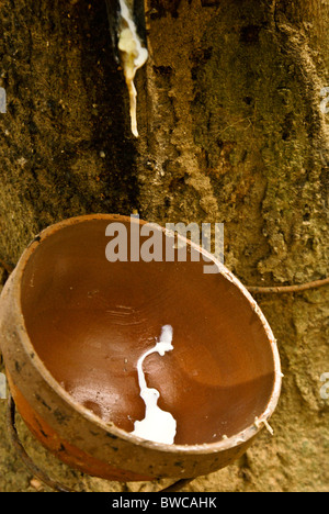 Des gouttes de caoutchouc dans la cuvette du arbre taraudé, le Xishuangbanna, Yunnan, Chine Banque D'Images