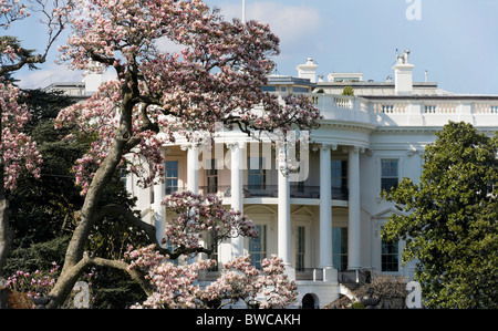 Washington DC, la Maison blanche au printemps, le printemps avec Magnolia en fleurs sur la pelouse Sud en face de l'Balcon Truman. Banque D'Images